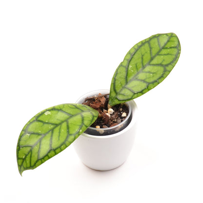 Hoya callistophylla 'Vena', Größe S, Nr. 1