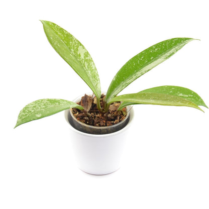 Hoya pubicalyx, Größe S, Nr. 2