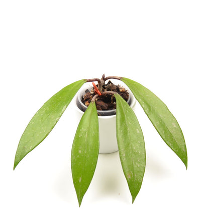 Hoya pubicalyx, Größe S, Nr. 4