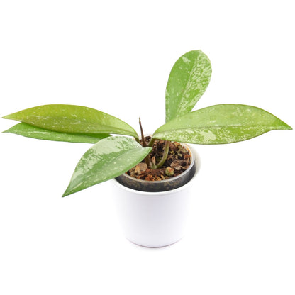 Hoya pubicalyx, Größe S, Nr. 2
