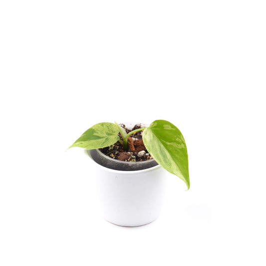 Philodendron Hederaceum Oxycardium Variegata, Größe S, Nr. 2