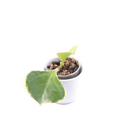 Hoya pachyclada (outer variegated), Größe S, Nr. 3