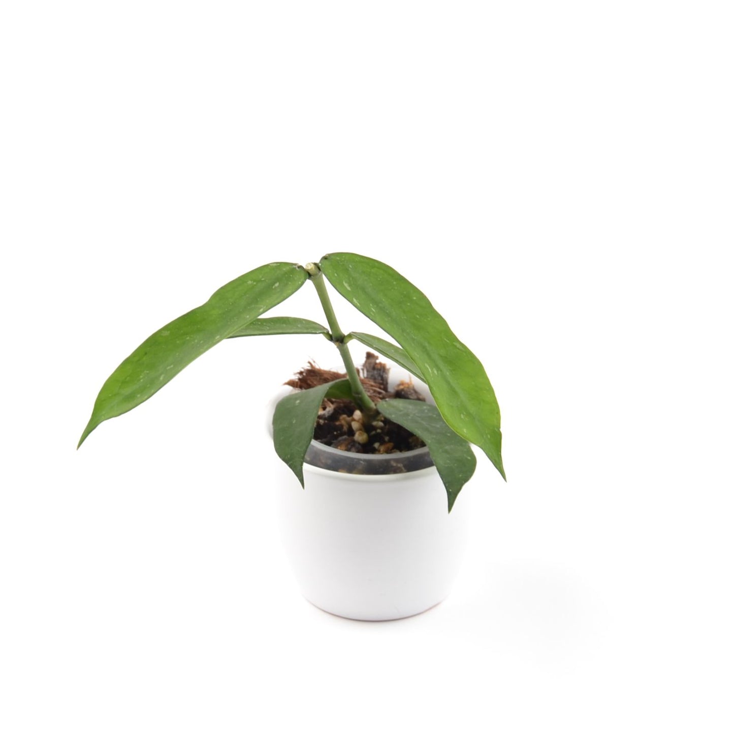 Hoya pandurata, Größe S, Nr. 2