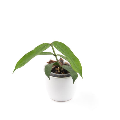 Hoya pandurata, Größe S, Nr. 2