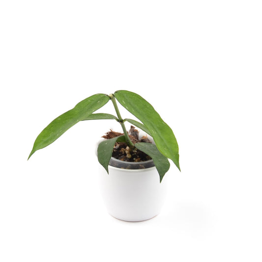 Hoya pandurata, Größe S, Nr. 2