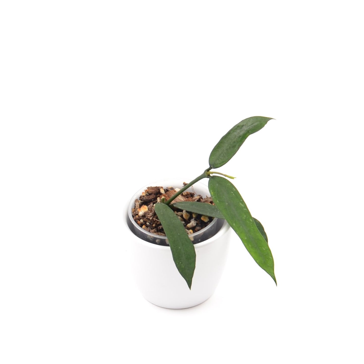Hoya pandurata, Größe S, Nr. 1