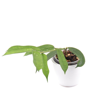 Hoya pandurata, Größe S, Nr. 3