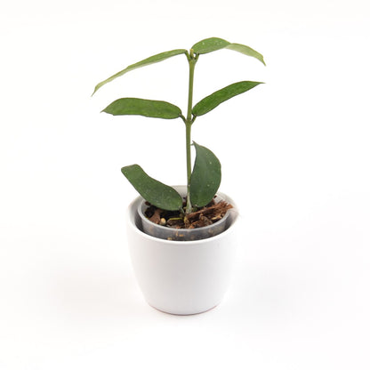 Hoya pandurata, Größe S, Nr. 2