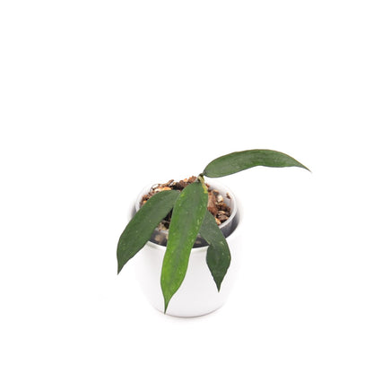 Hoya pandurata, Größe S, Nr. 1