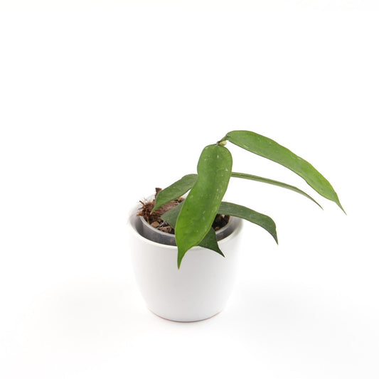 Hoya pandurata, Größe S, Nr. 2
