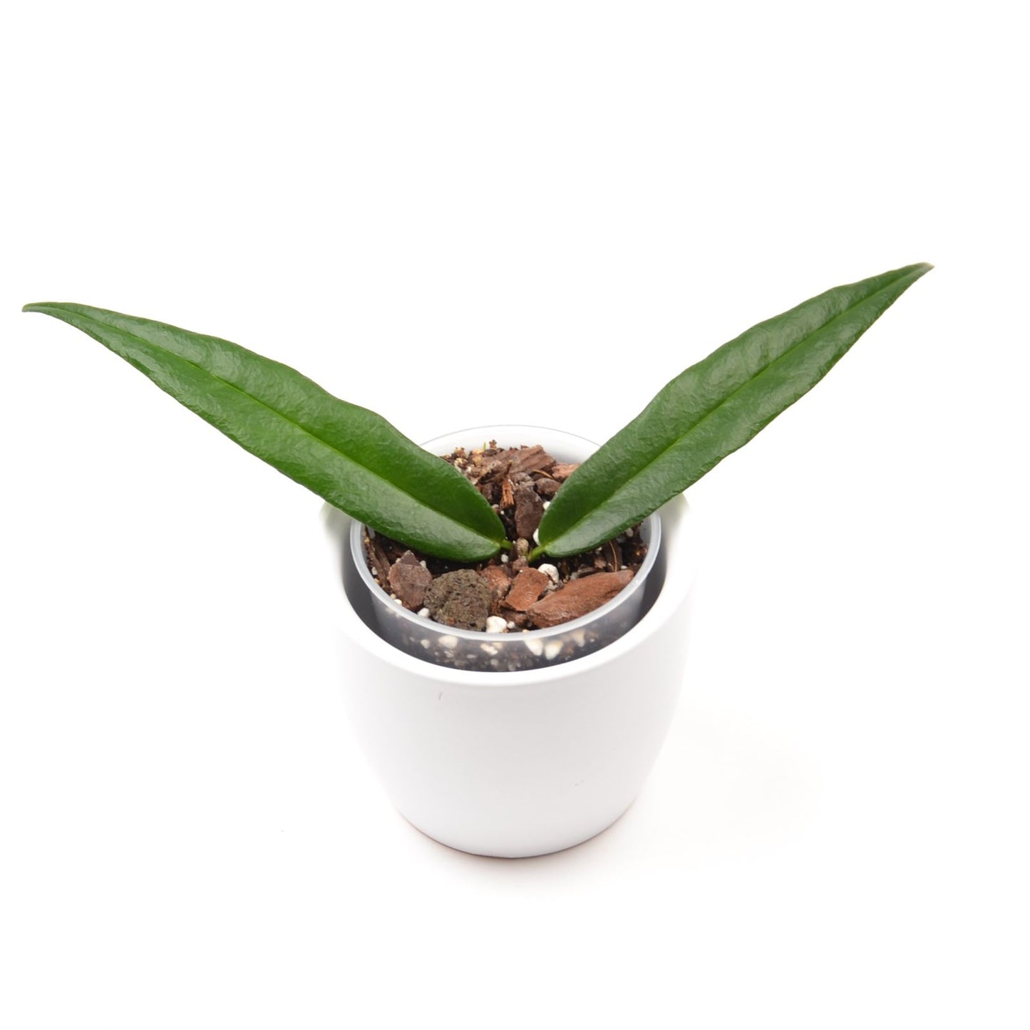 Hoya paradisea, Größe S, Nr. 1