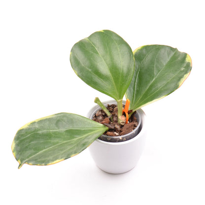 Hoya pachyclada (outer variegated), Größe S, Nr. 2