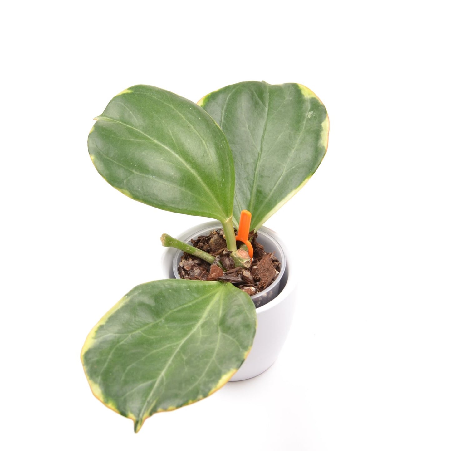 Hoya pachyclada (outer variegated), Größe S, Nr. 2