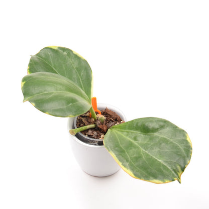 Hoya pachyclada (outer variegated), Größe S, Nr. 2