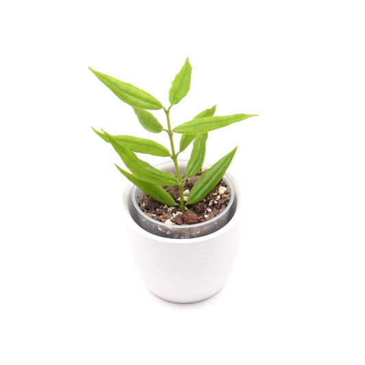 Hoya paxtonii, Größe S, Nr. 4