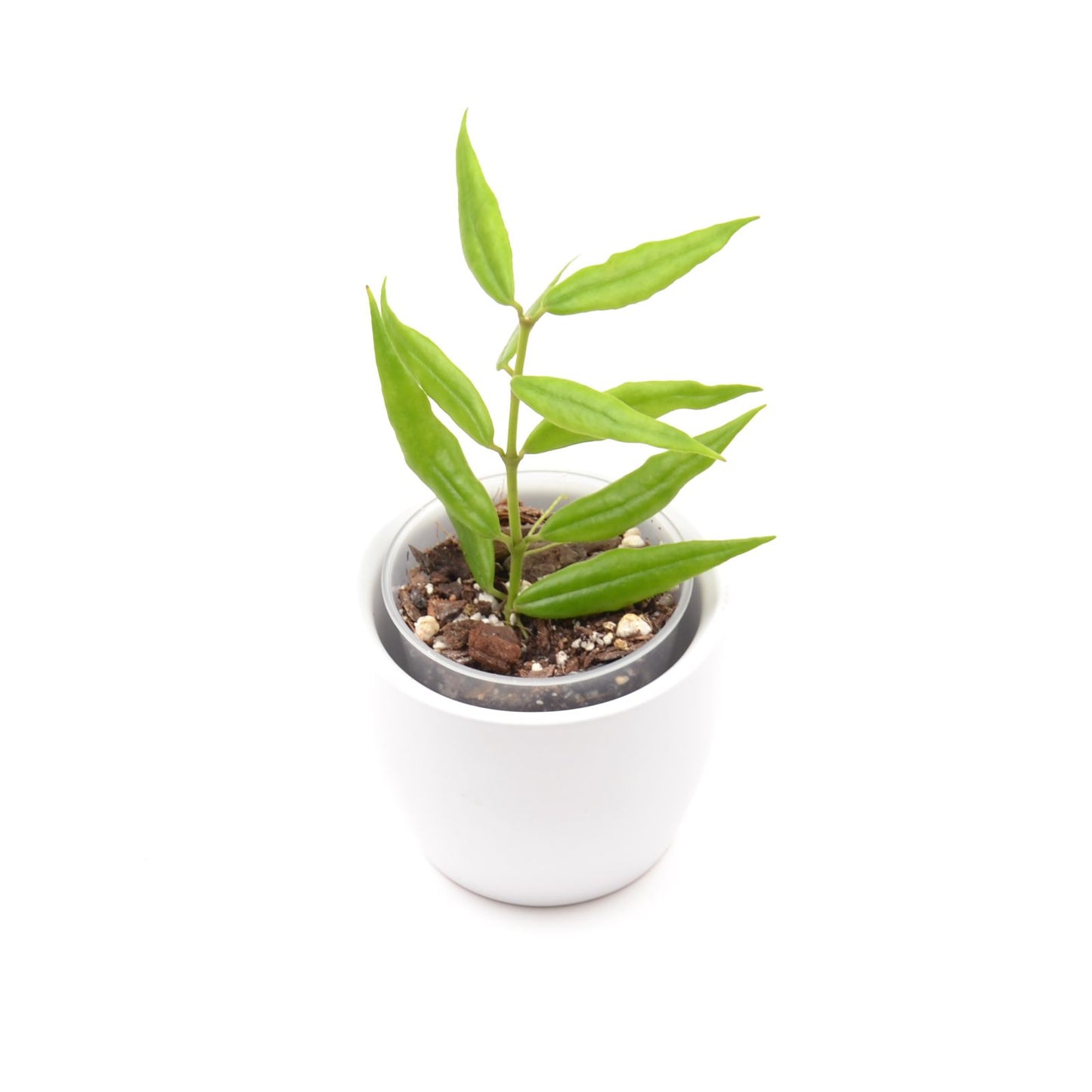 Hoya paxtonii, Größe S, Nr. 4