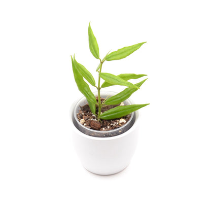 Hoya paxtonii, Größe S, Nr. 4