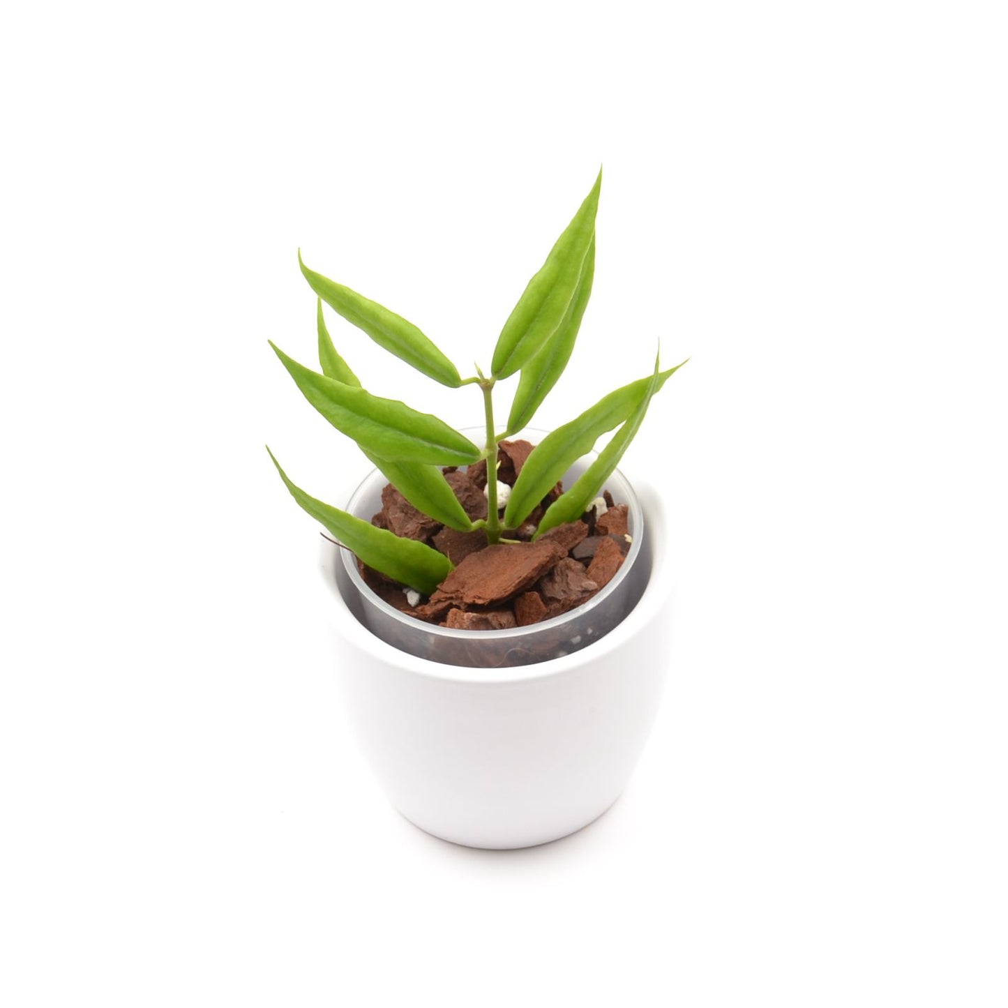 Hoya paxtonii, Größe S, Nr. 2