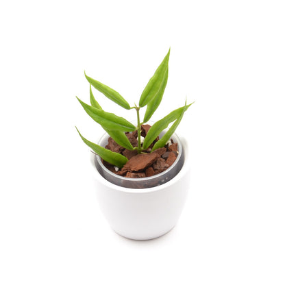 Hoya paxtonii, Größe S, Nr. 2