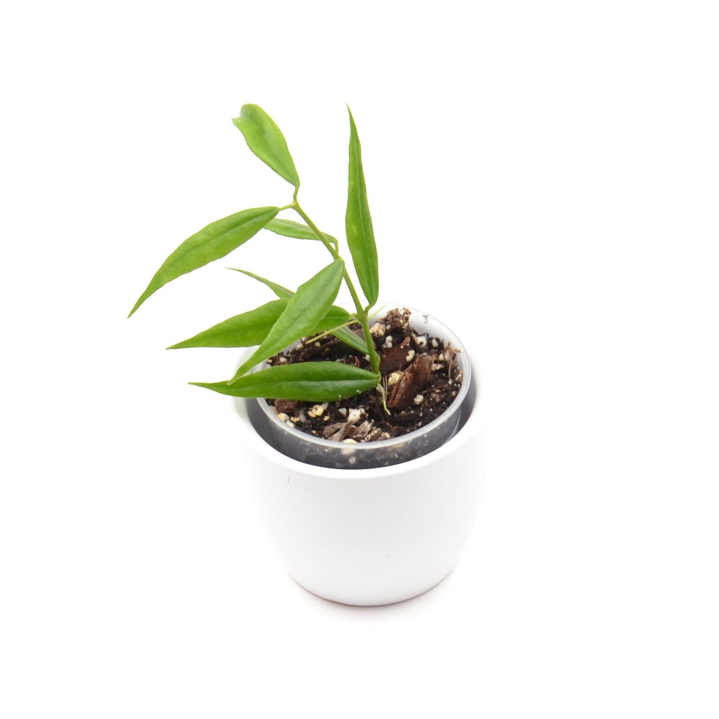 Hoya paxtonii, Größe S, Nr. 3