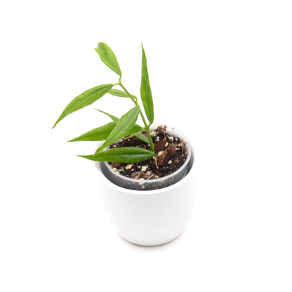 Hoya paxtonii, Größe S, Nr. 3