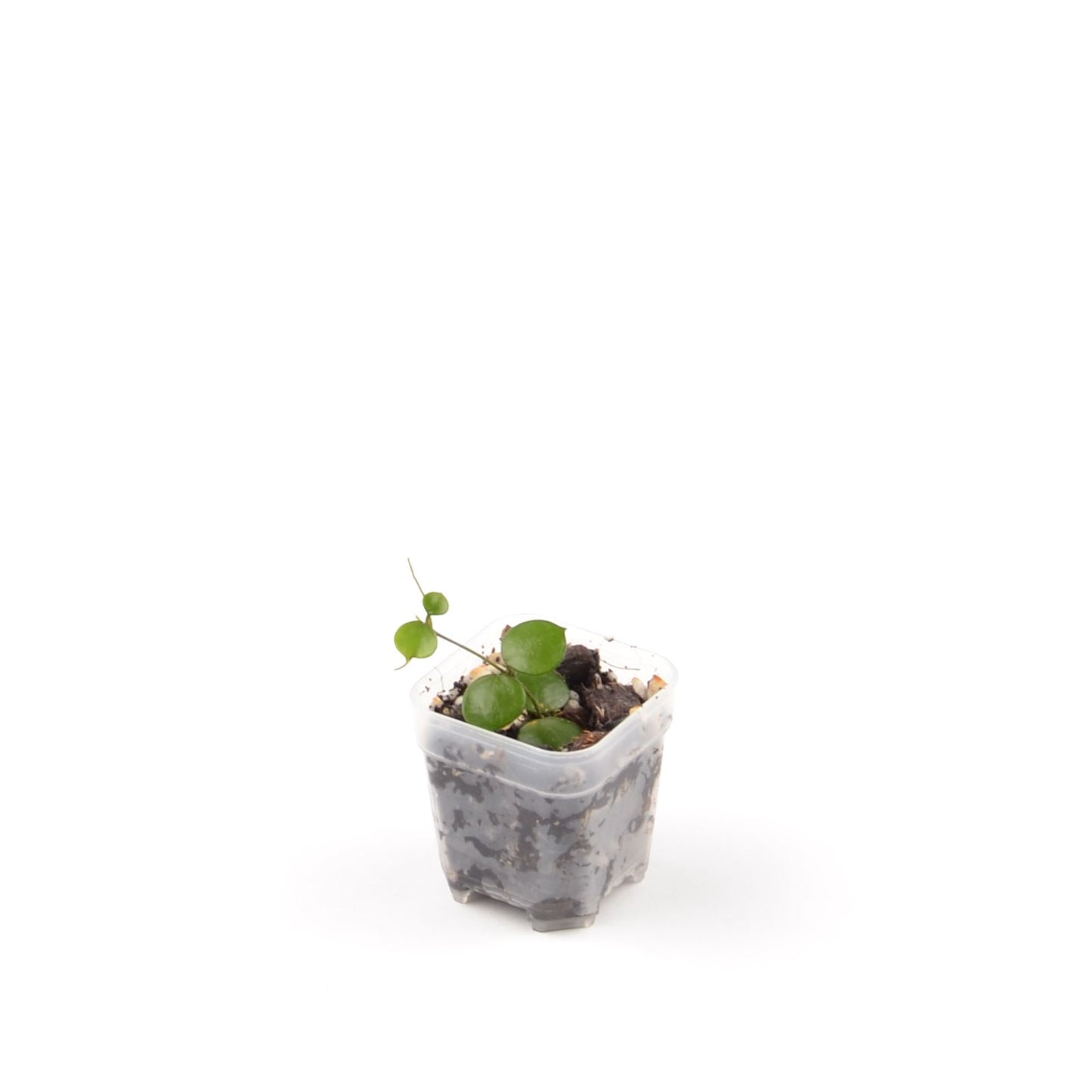 Hoya peltata, Größe S, Nr. 1