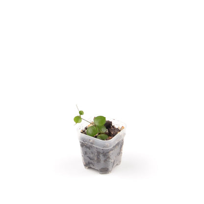 Hoya peltata, Größe S, Nr. 1