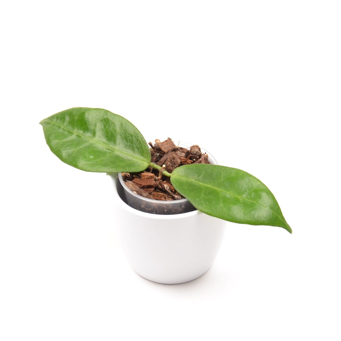 Hoya piestolepis, Größe S, Nr. 1