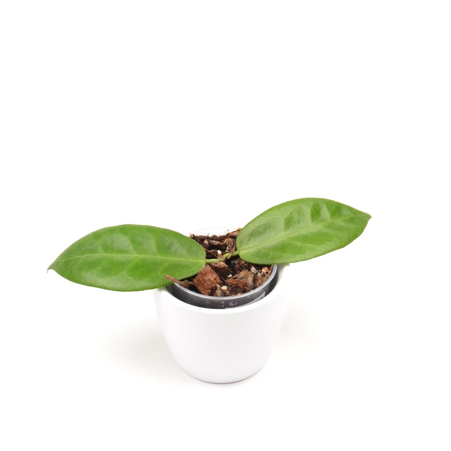 Hoya piestolepis, Größe S, Nr. 3