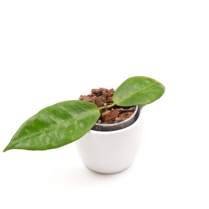 Hoya piestolepis, Größe S, Nr. 1