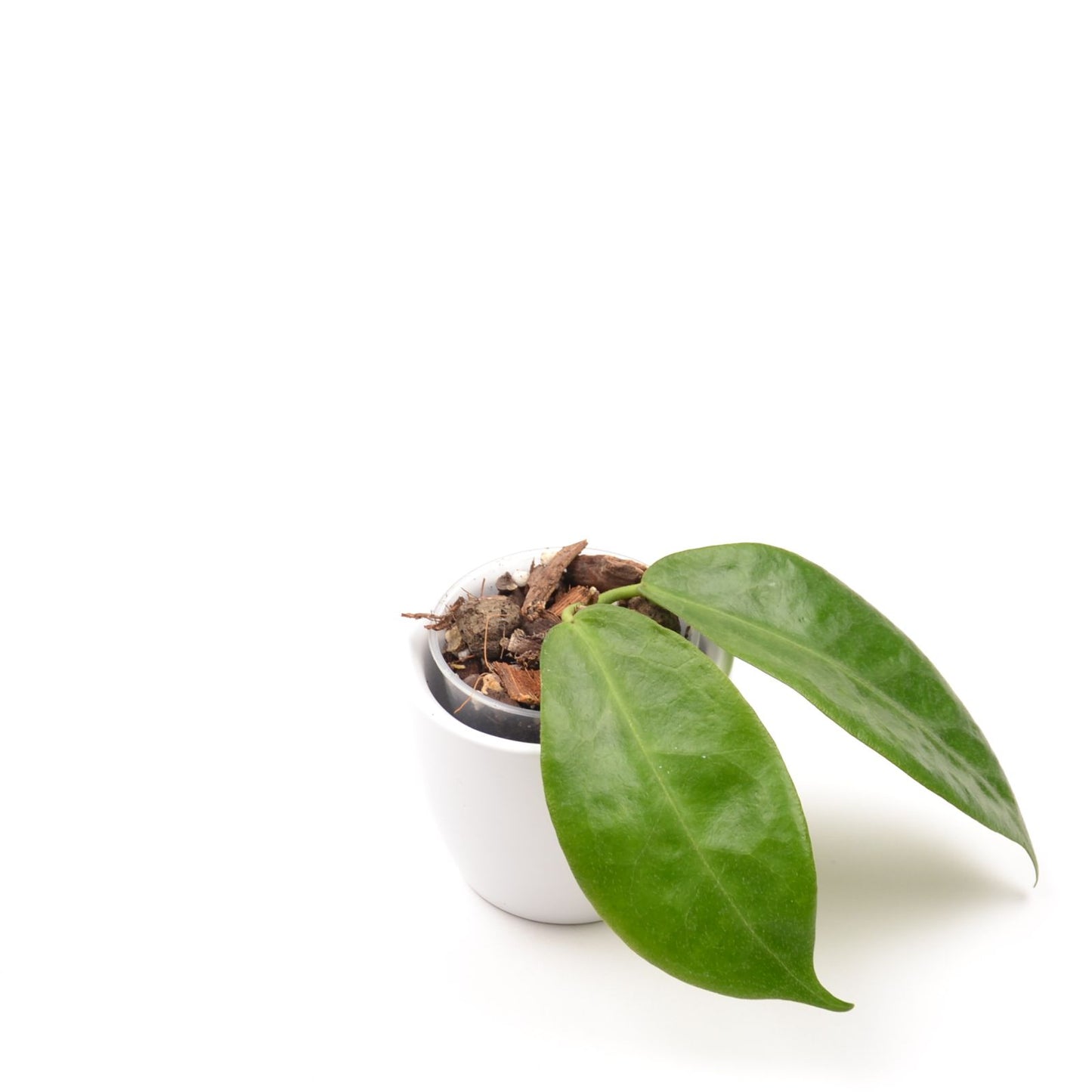 Hoya piestolepis, Größe S, Nr. 2