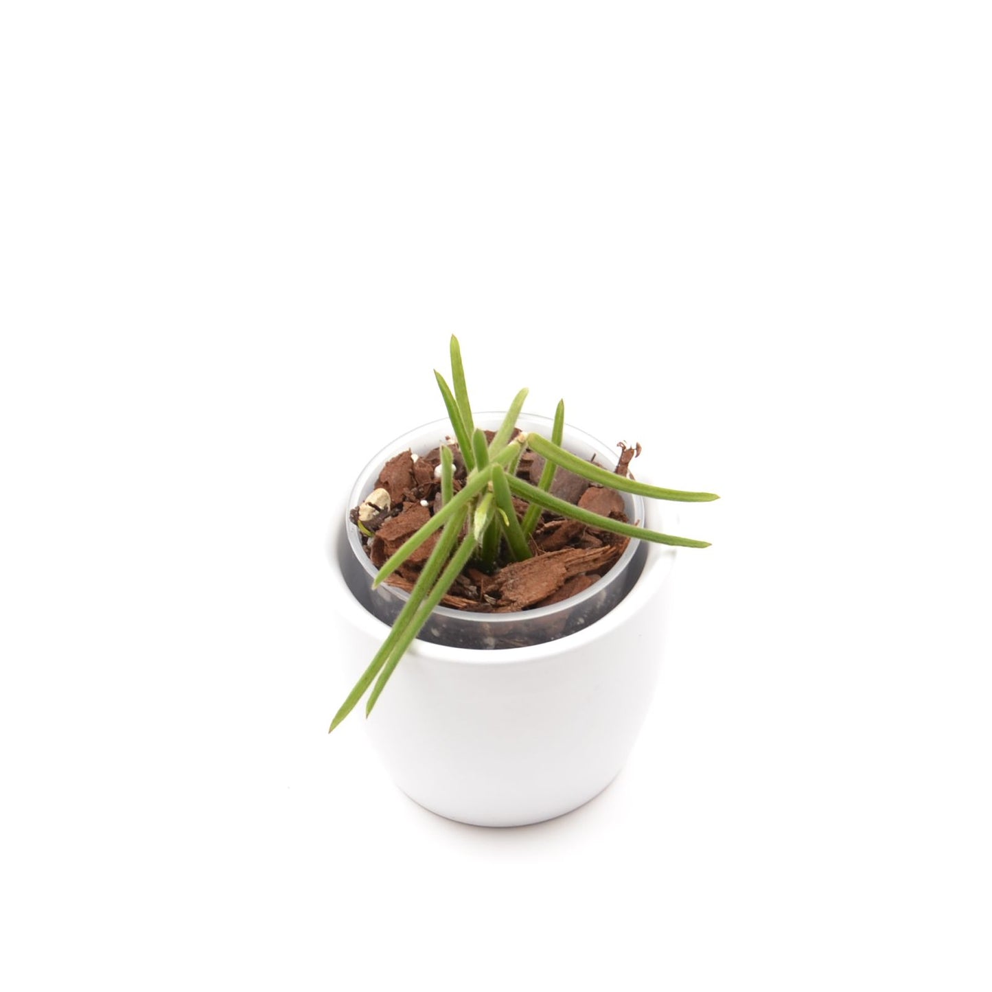 Hoya linearis, Größe S, Nr. 1