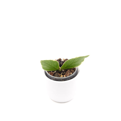 Hoya polyneura (outer variegated), Größe S, Nr. 3