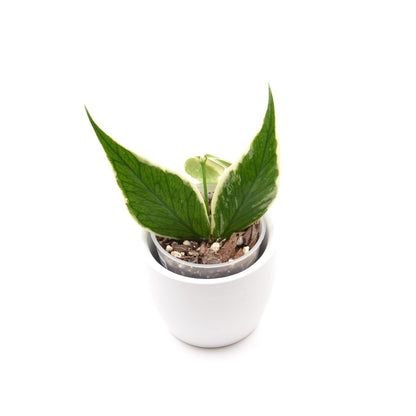 Hoya polyneura (outer variegated), Größe S, Nr. 2