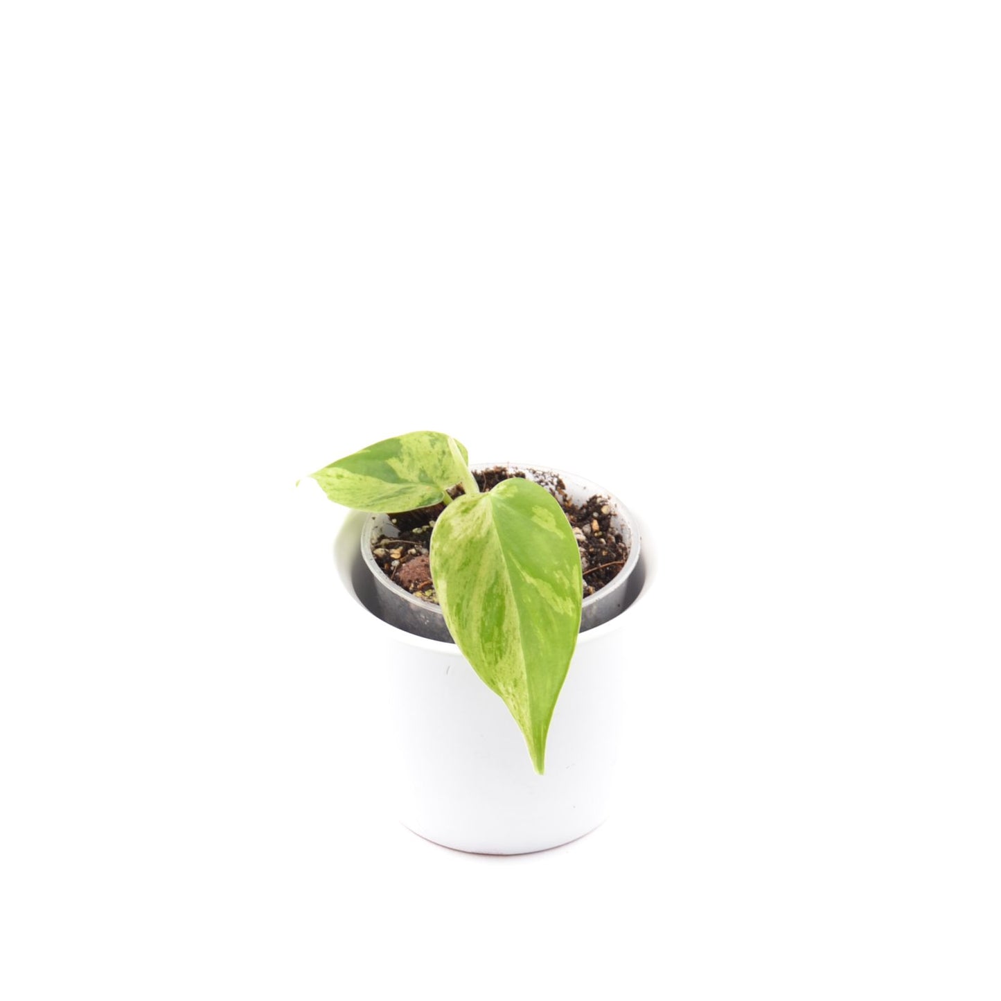 Philodendron Hederaceum Oxycardium Variegata, Größe S, Nr. 2