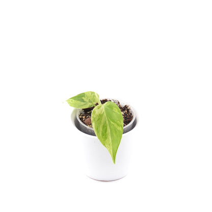 Philodendron Hederaceum Oxycardium Variegata, Größe S, Nr. 2