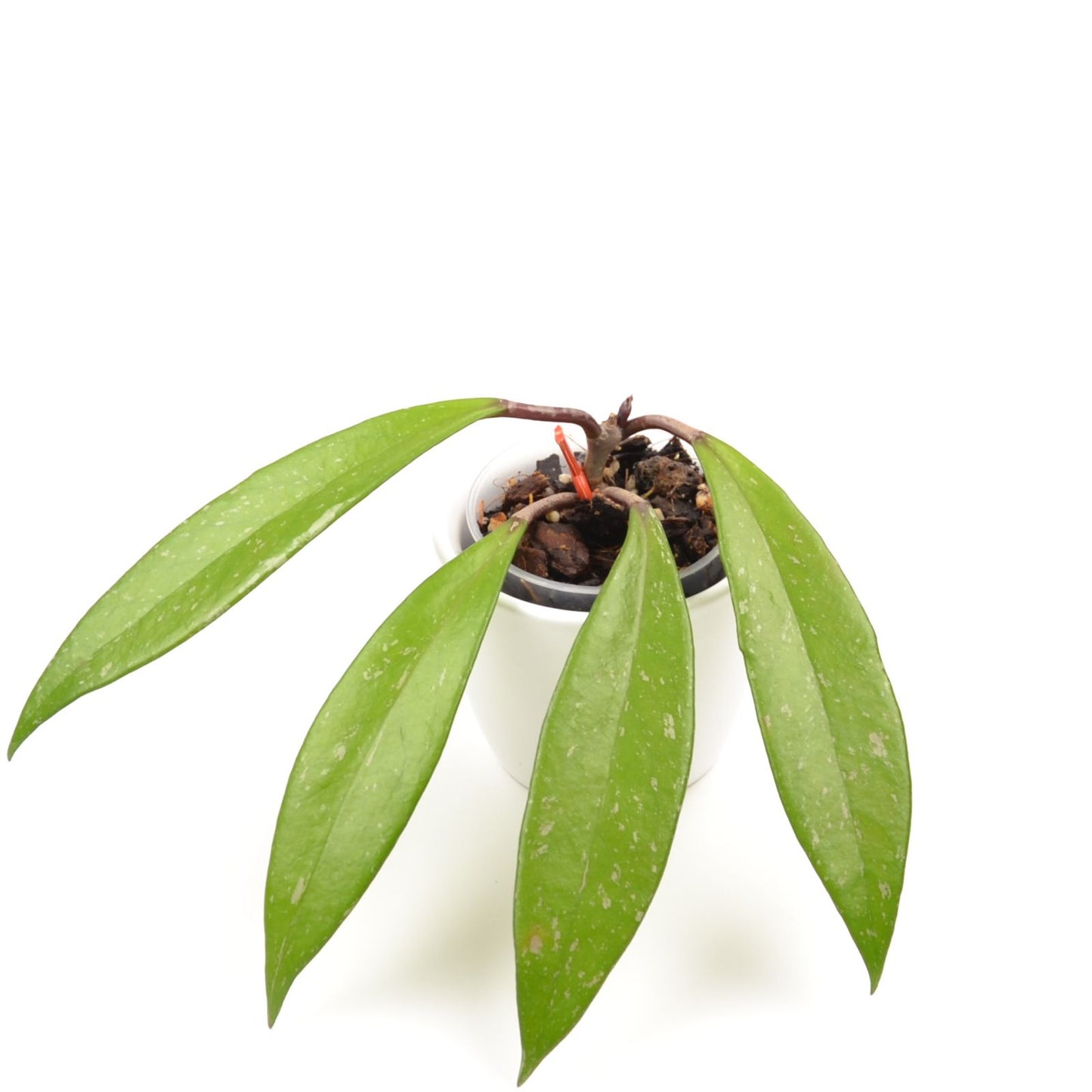Hoya pubicalyx, Größe S, Nr. 4