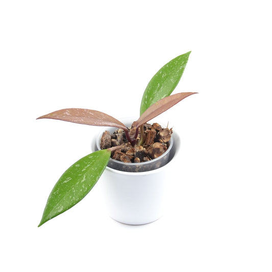 Hoya pubicalyx, Größe S, Nr. 6