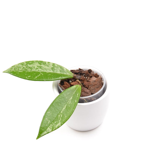 Hoya pubicalyx Silver Pink (splash), Größe S, Nr. 1