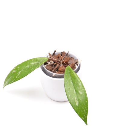 Hoya pubicalyx, Größe S, Nr. 1