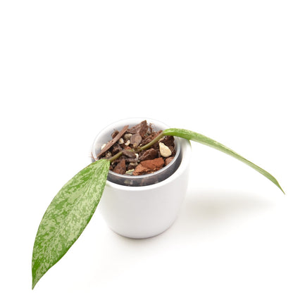 Hoya pubicalyx Silver Pink (splash), Größe S, Nr. 2