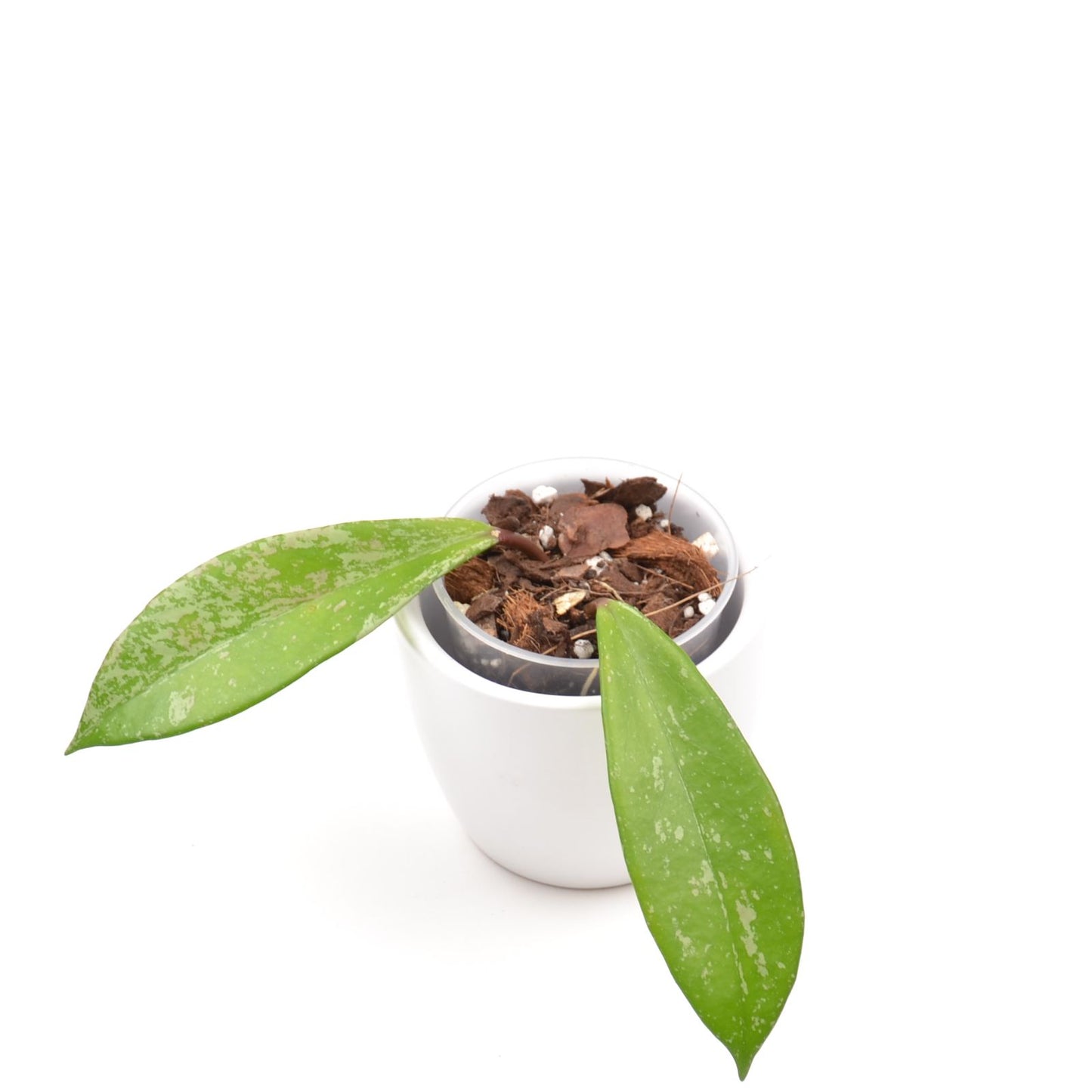 Hoya pubicalyx, Größe S, Nr. 2