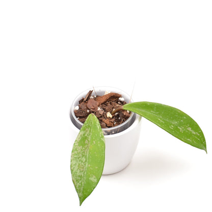 Hoya pubicalyx, Größe S, Nr. 2