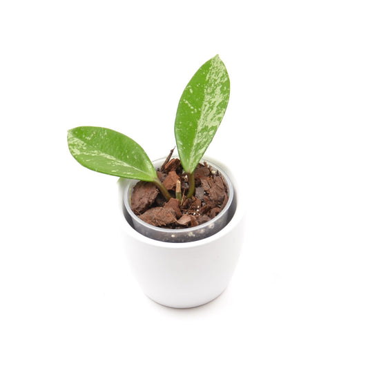 Hoya pubicalyx Silver Pink (splash), Größe S, Nr. 1