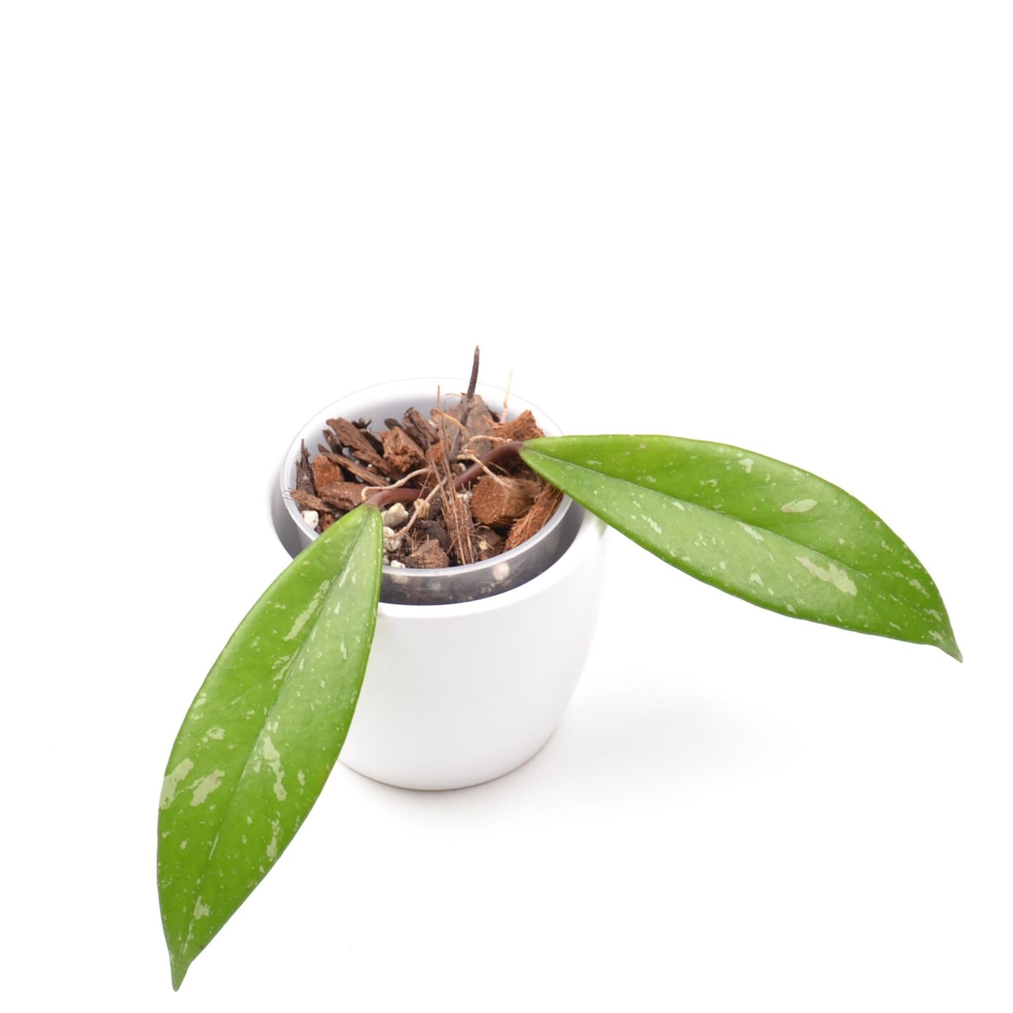 Hoya pubicalyx, Größe S, Nr. 1