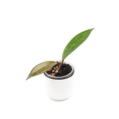 Hoya pubicalyx, Größe S, Nr. 3