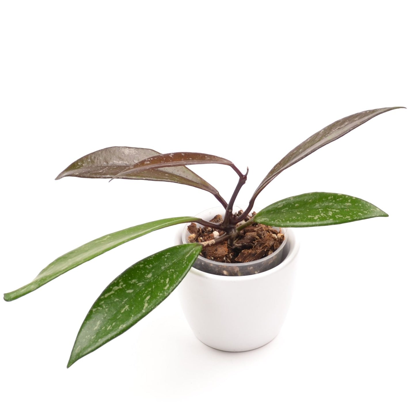 Hoya pubicalyx, Größe S, Nr. 5