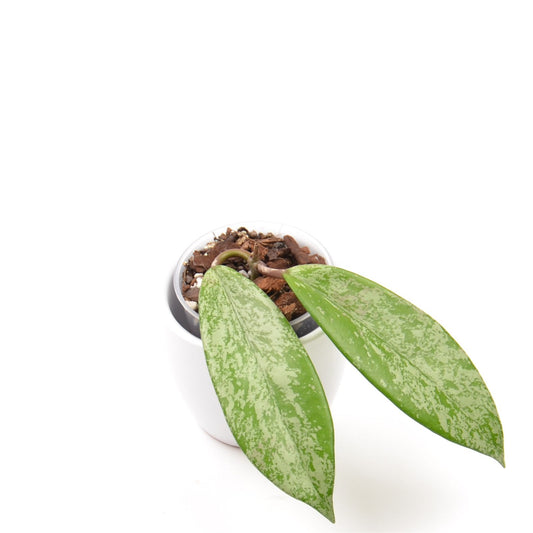 Hoya pubicalyx Silver Pink (splash), Größe S, Nr. 3