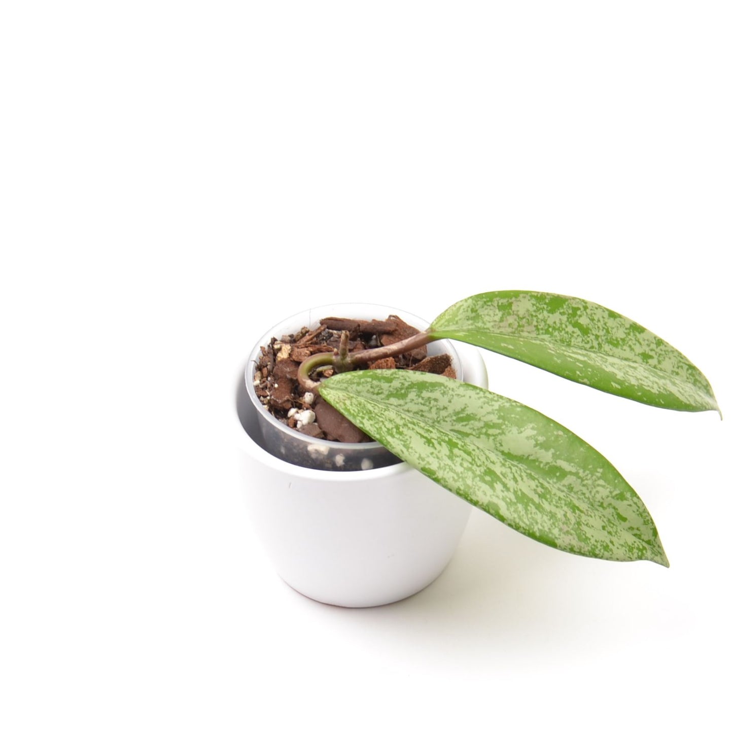 Hoya pubicalyx Silver Pink (splash), Größe S, Nr. 3