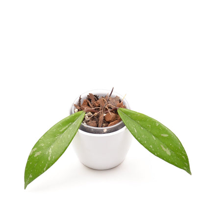 Hoya pubicalyx, Größe S, Nr. 1